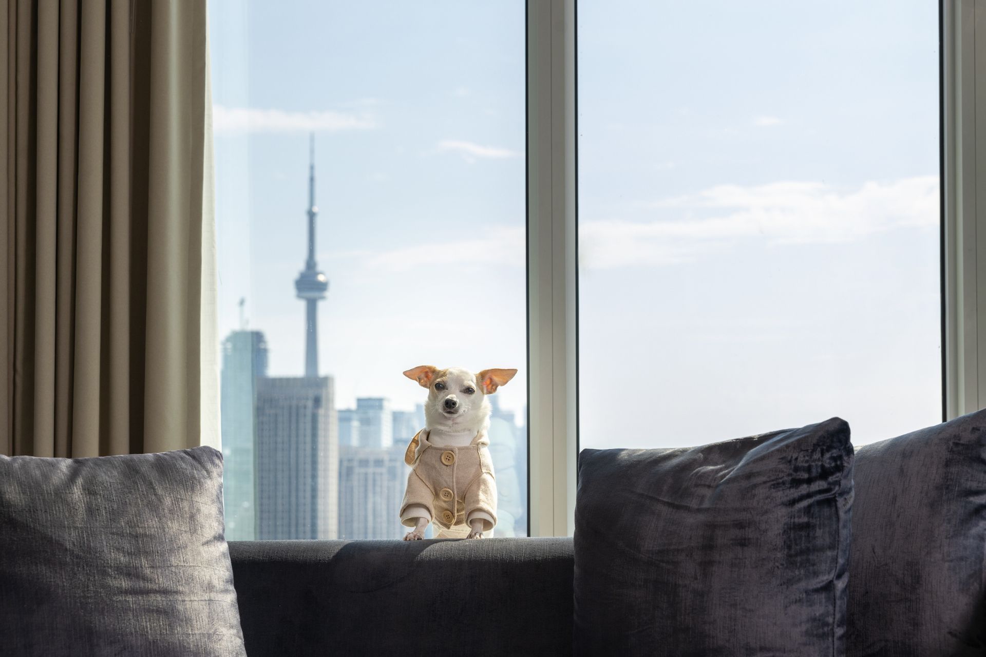 Small dog wearing jacket resting on velvet sofa with city skyline and CN Tower view behind at Hotel X Toronto