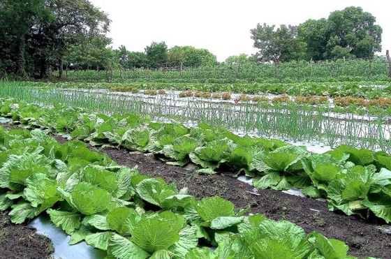 A lush field of Cabbage near Buena Vista Del Rincon