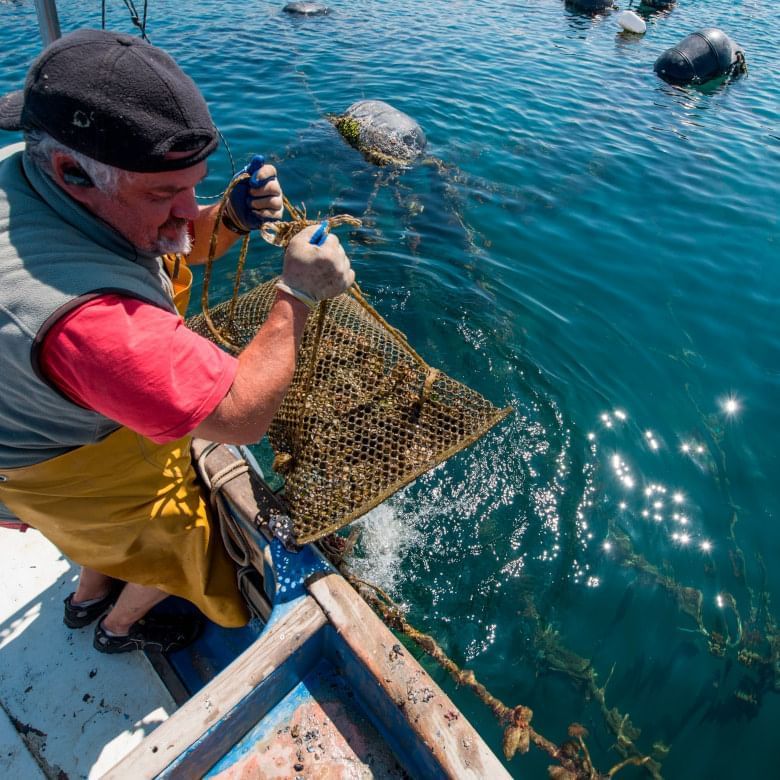 oyster tour