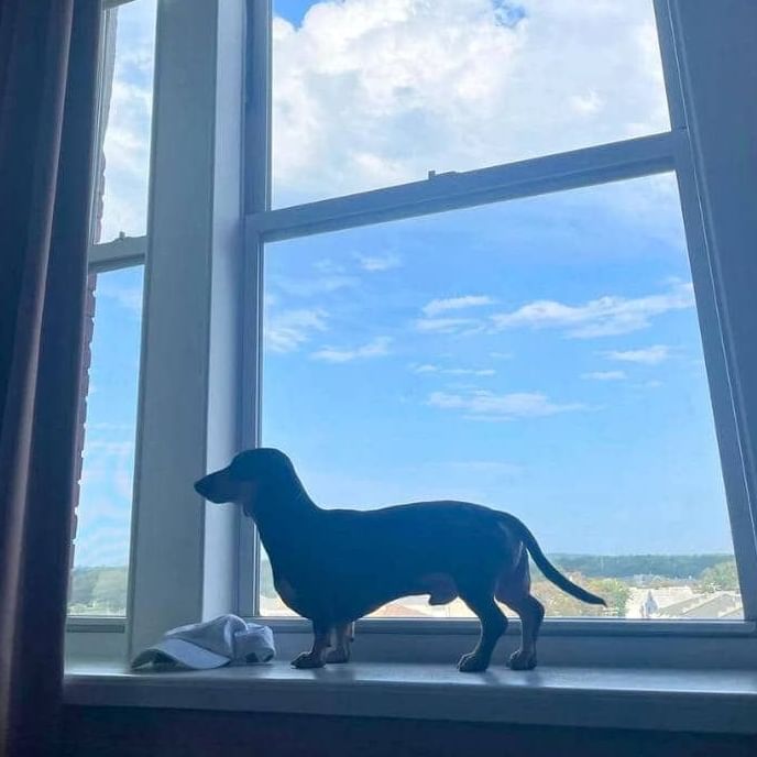 pets welcomed at the berkeley hotel nj