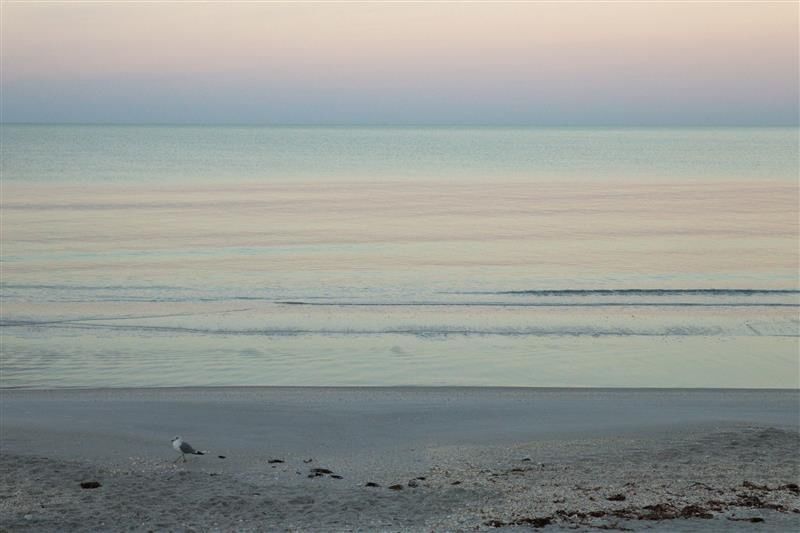 Birds on a Beach
