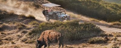 American bison captured in a field near Catalina Island Company