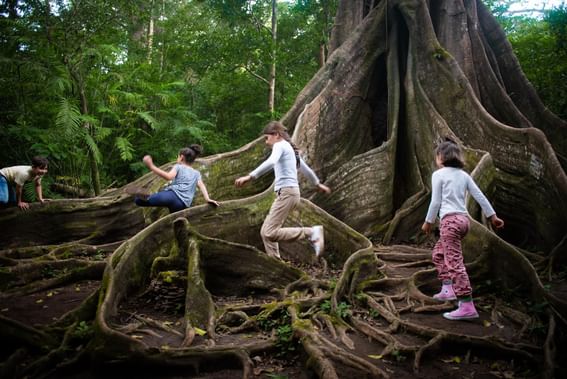 Kids playing around strangler tree near Buena Vista Del Rincon