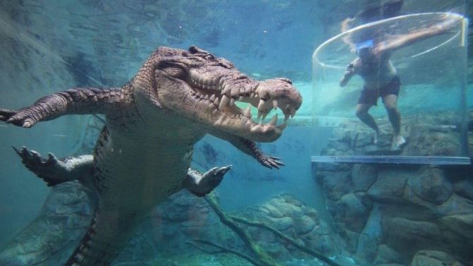 Close-up on a Crocosaurus cove near Novotel Darwin Airport