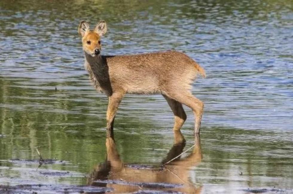 Chinese water deer standing in water