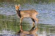 UK Deer Species The 6 Types Of UK Deer Revealed