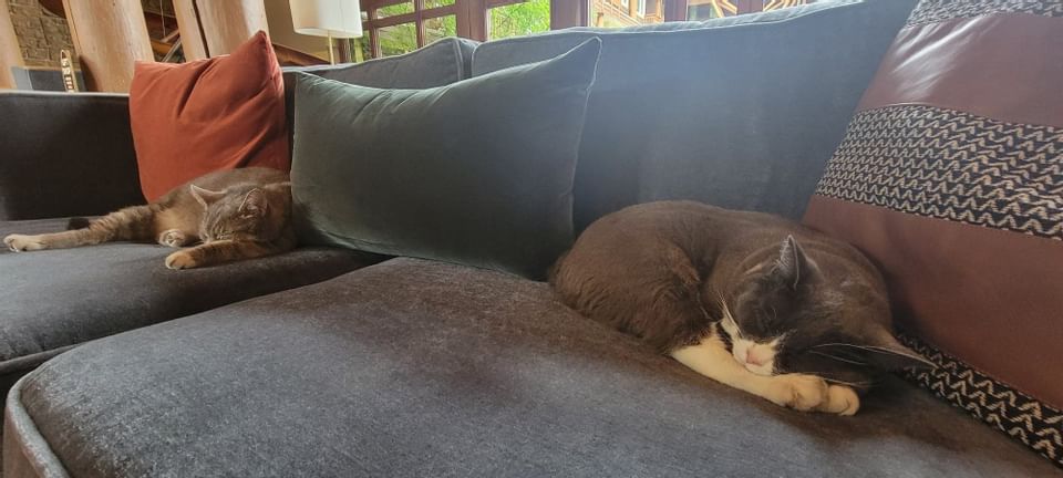 Cats laying on couches at Alderbrook Resort & Spa