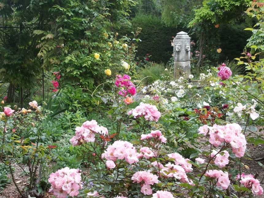 Garden with pink flowers