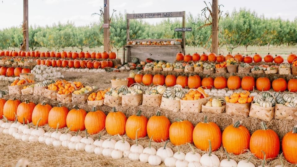 Pumpkin patch with various pumpkins at Southern Hill Farms near Lake Buena Vista Resort Village & Spa