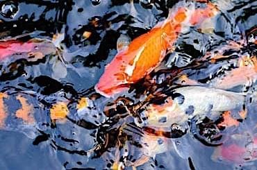 Close photo of koi fish