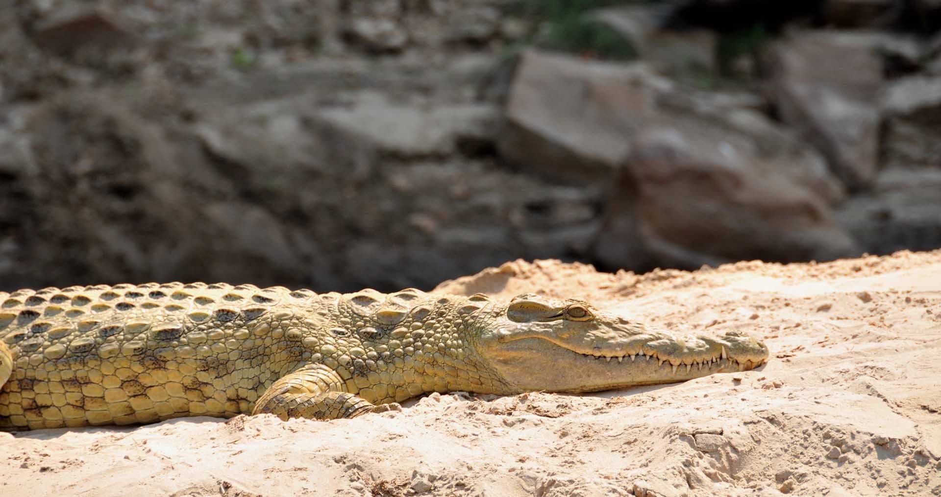 A crocodile captured on a rock near Serena Mivumo River Lodge