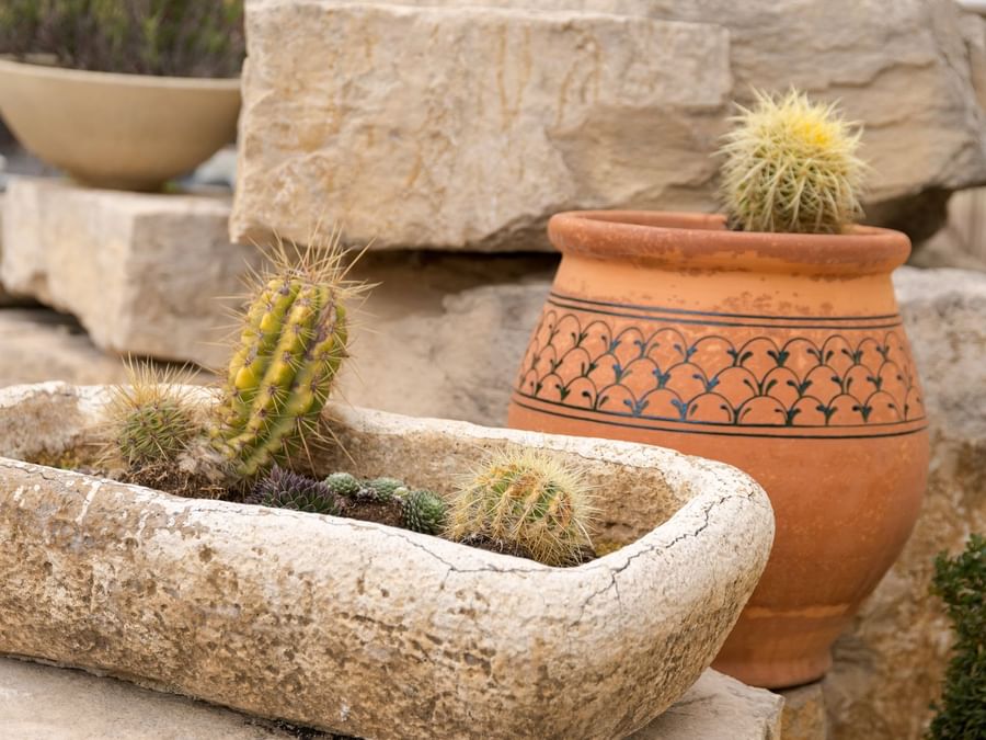 Potted cactus in the garden of Hotel Le Village Provencal