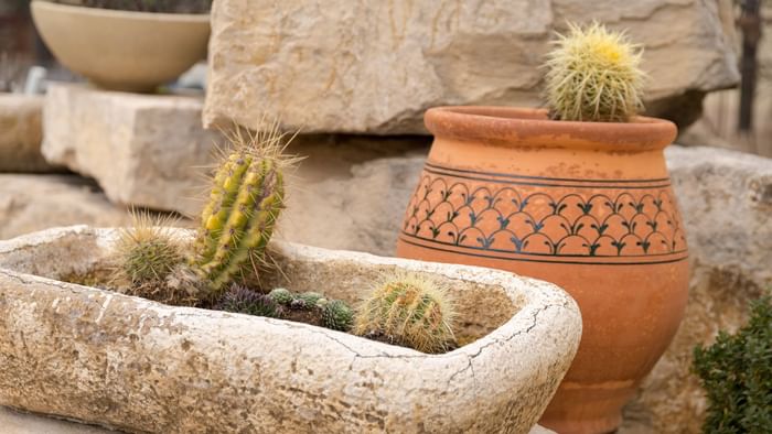 Potted cactus in the garden of Hotel Le Village Provencal