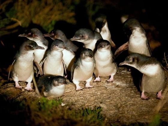 Close-up on baby penguins at night near the Freycinet Lodge