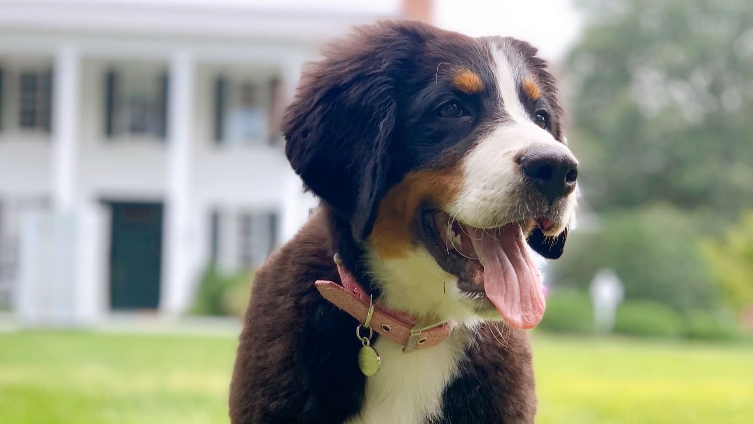 pet-friendly-hotel-the-clifton