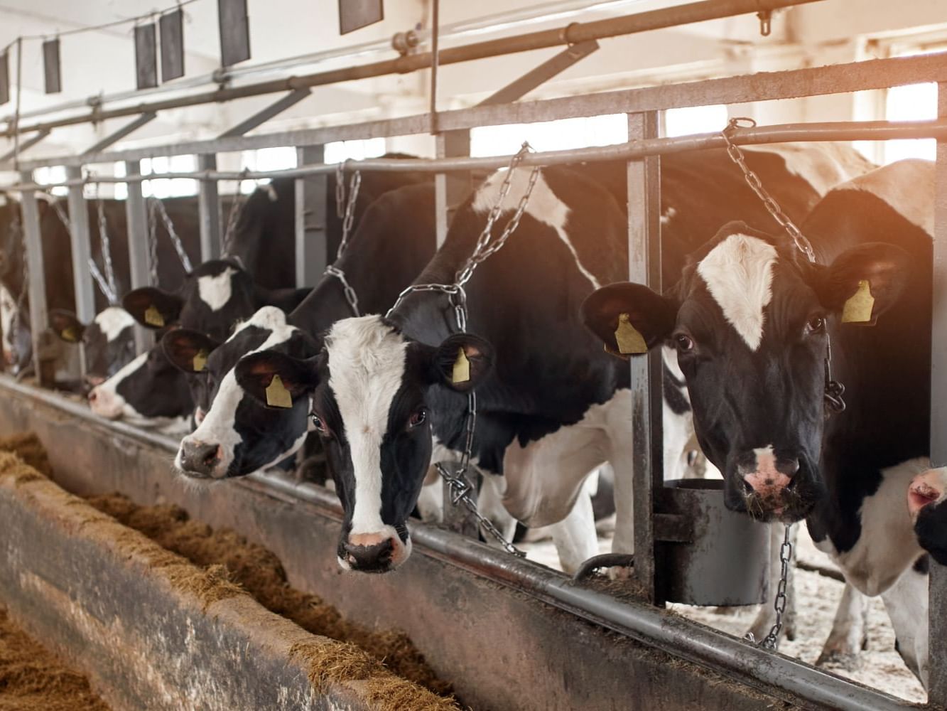 Cows standing in a stall at Wolfe’s Neck Farm near Ogunquit Collection 