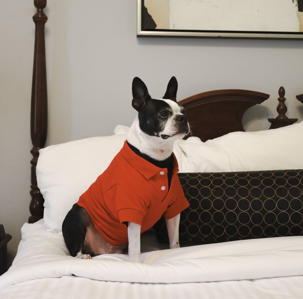 Boston Terrier in a red shirt sits on a white bed by patterned pillows and wood posts at Arlington Resort Hotel & Spa