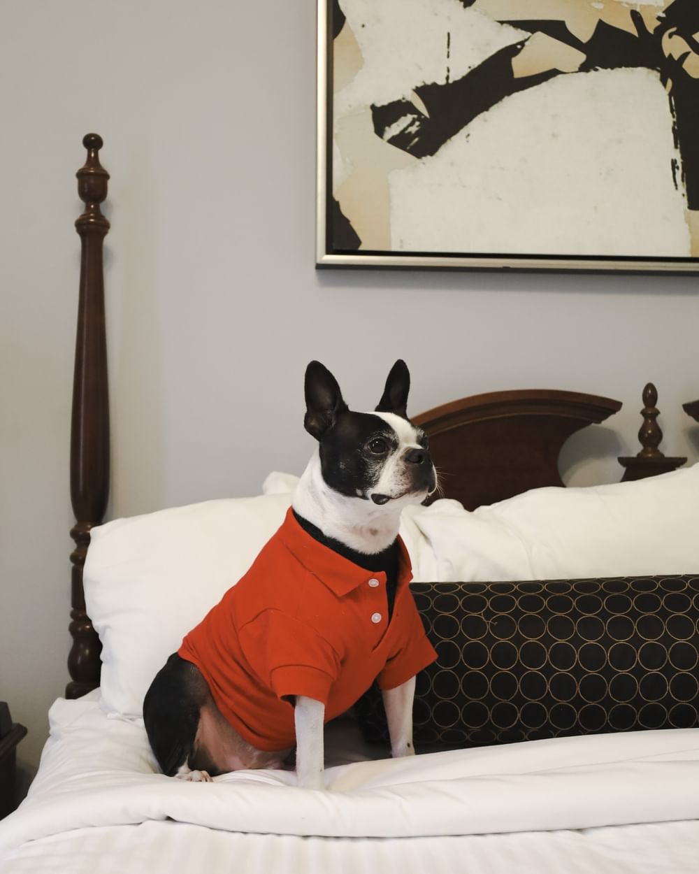 Boston Terrier in a red shirt by a bolster pillow on a white bed at Arlington Resort Hotel & Spa