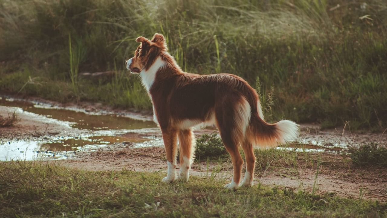 Dog in a park