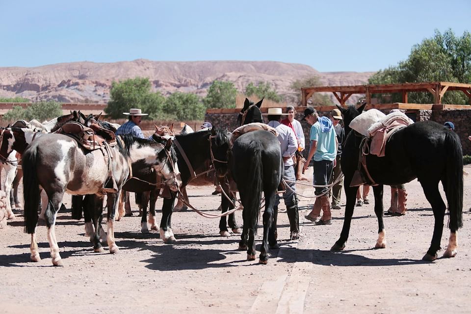 Grupo de caballos con sillas de montar en zona desértica con montañas al fondo en Cumbres San Pedro