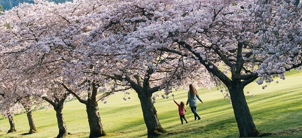 mother and daughter walking under cherry blossoms