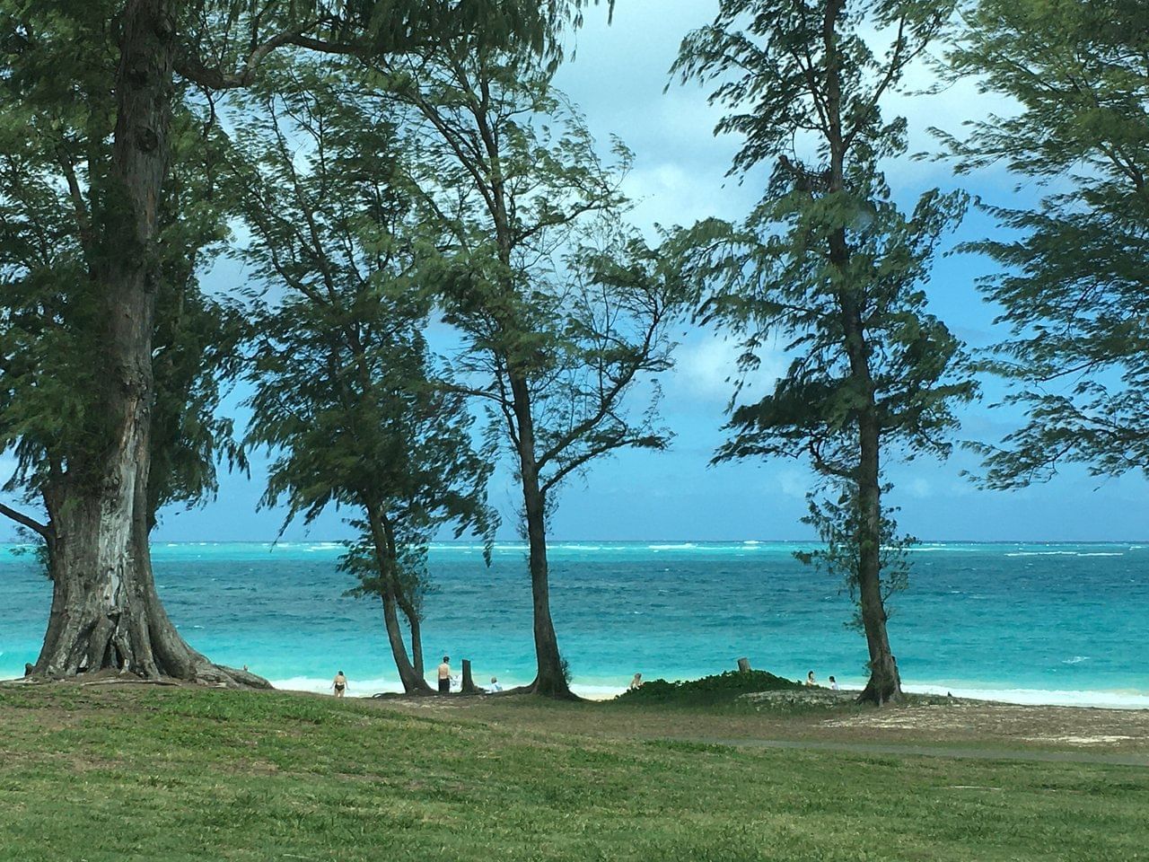 Beach adorned with trees and people in Waimanalo Beach near Waikiki Resort Hotel