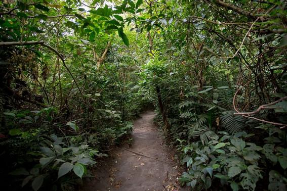 Forest near Buena Vista Del Rincon Eco Adventure Hotel And Spa
