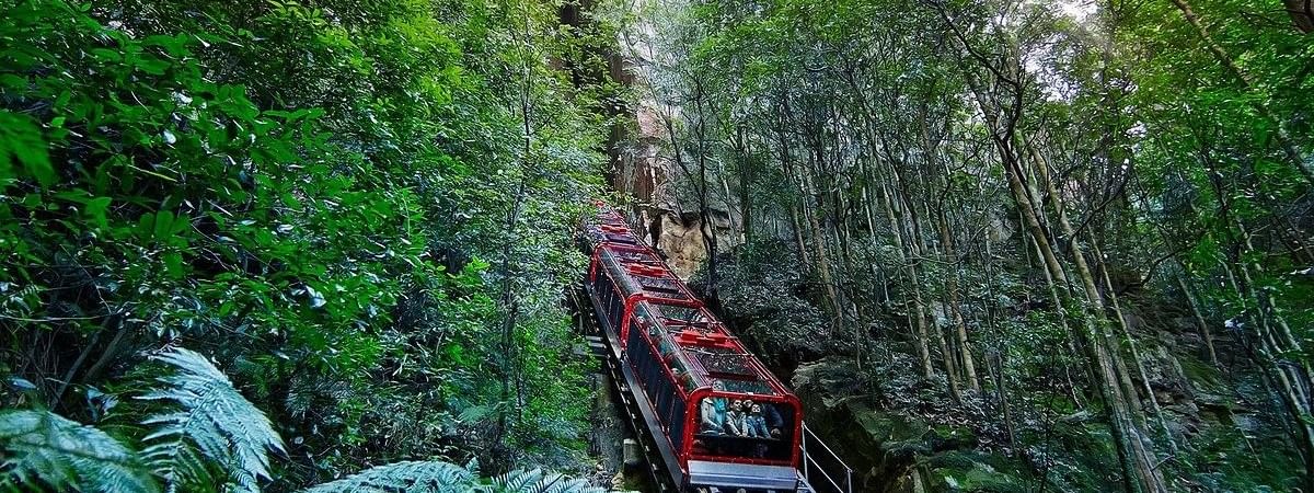 Lush forest at Scenic World.