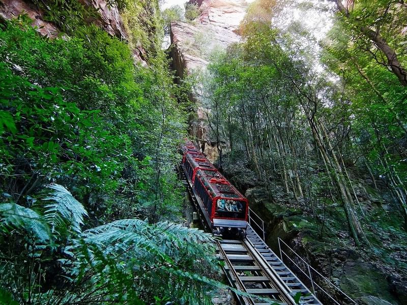 Lush forest at Scenic World.
