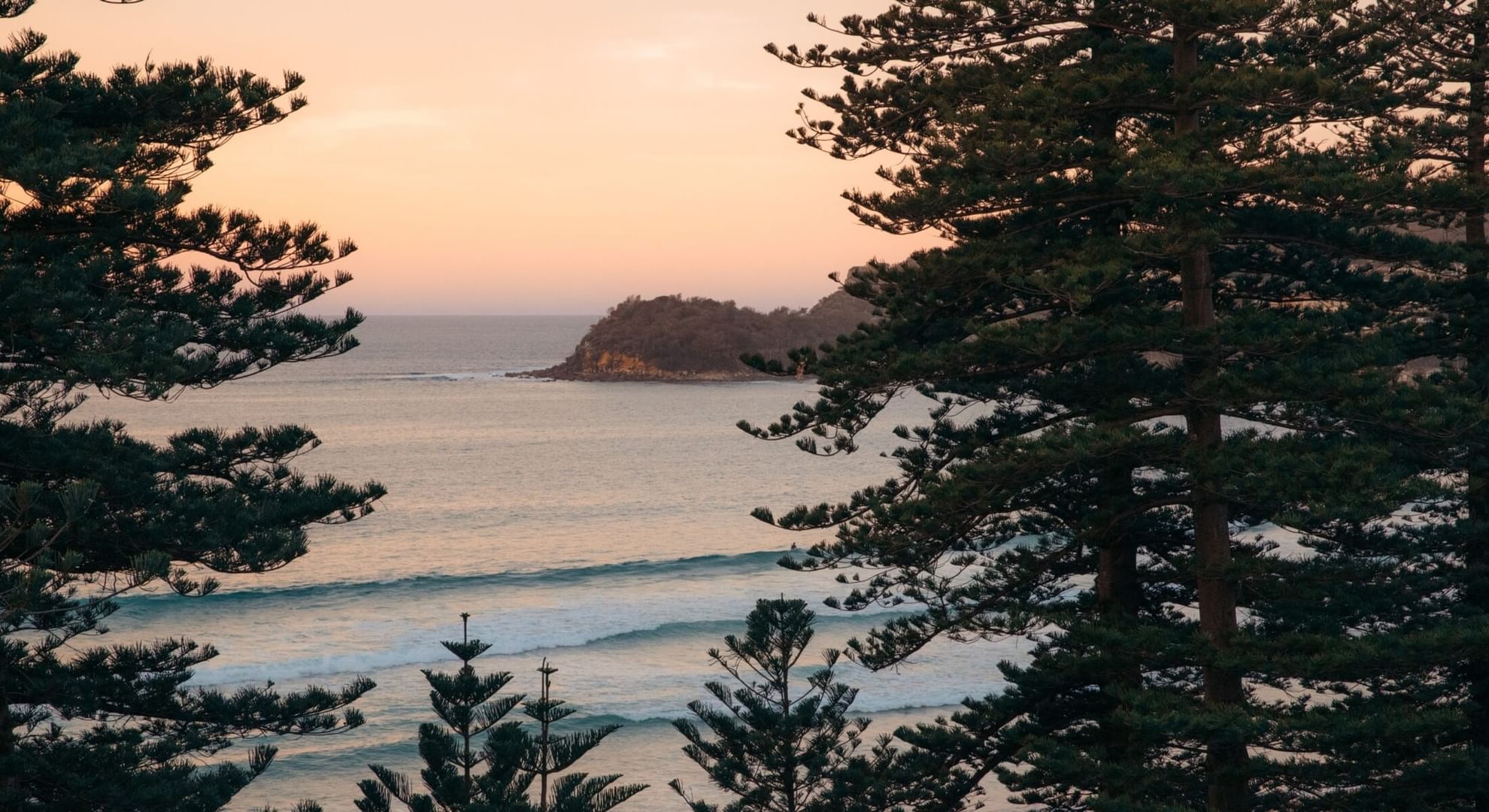 Elysium Manly coastal landscape looking through the silhouettes of pine trees toward a small island at sunset