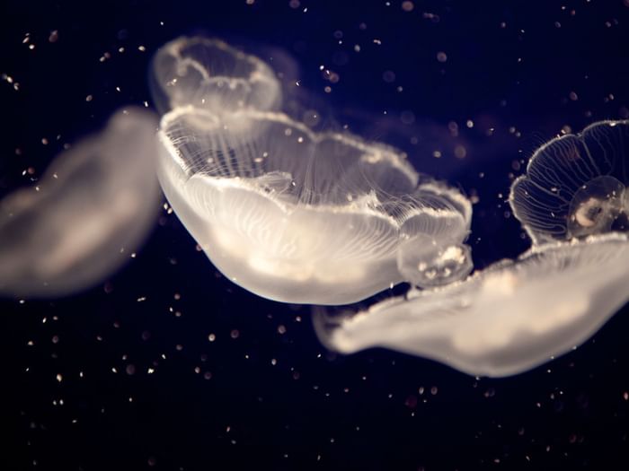 Vancouver Aquarium