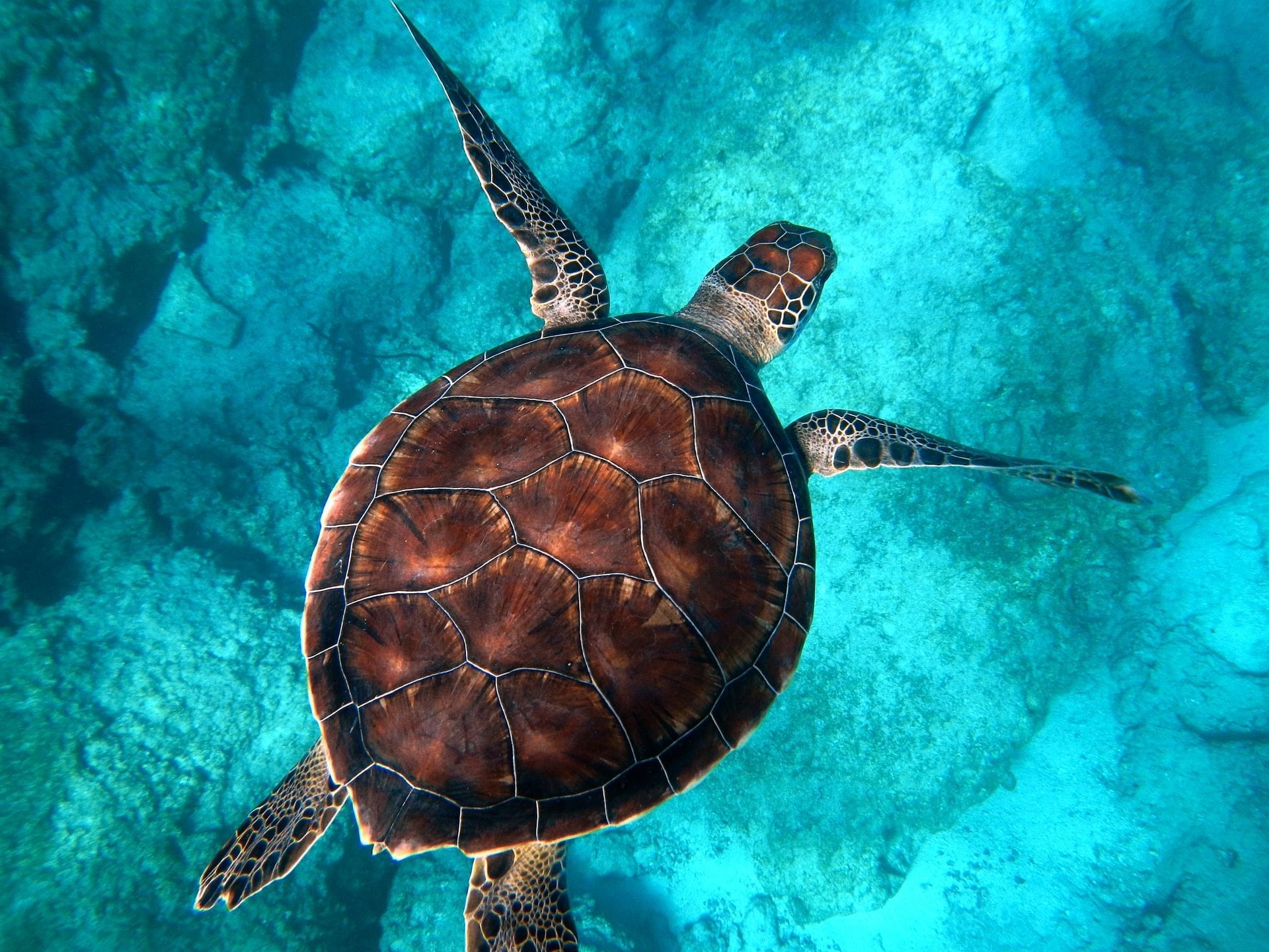 Portrait of a Sea Turtle in Turtle Bay near Waikiki Resort Hotel