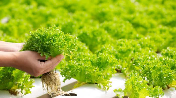Close-up of a hand holding fresh lettuces at Sunway Lagoon