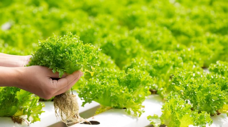 Plucking lettuce from an urban farm at Sunway Resort