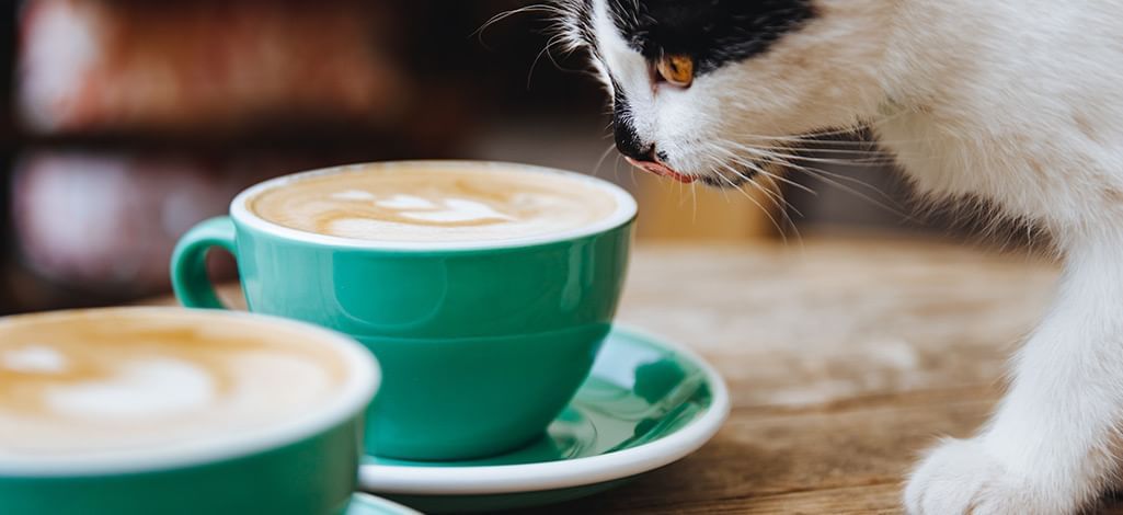 cat smelling coffee in a turquoise cup