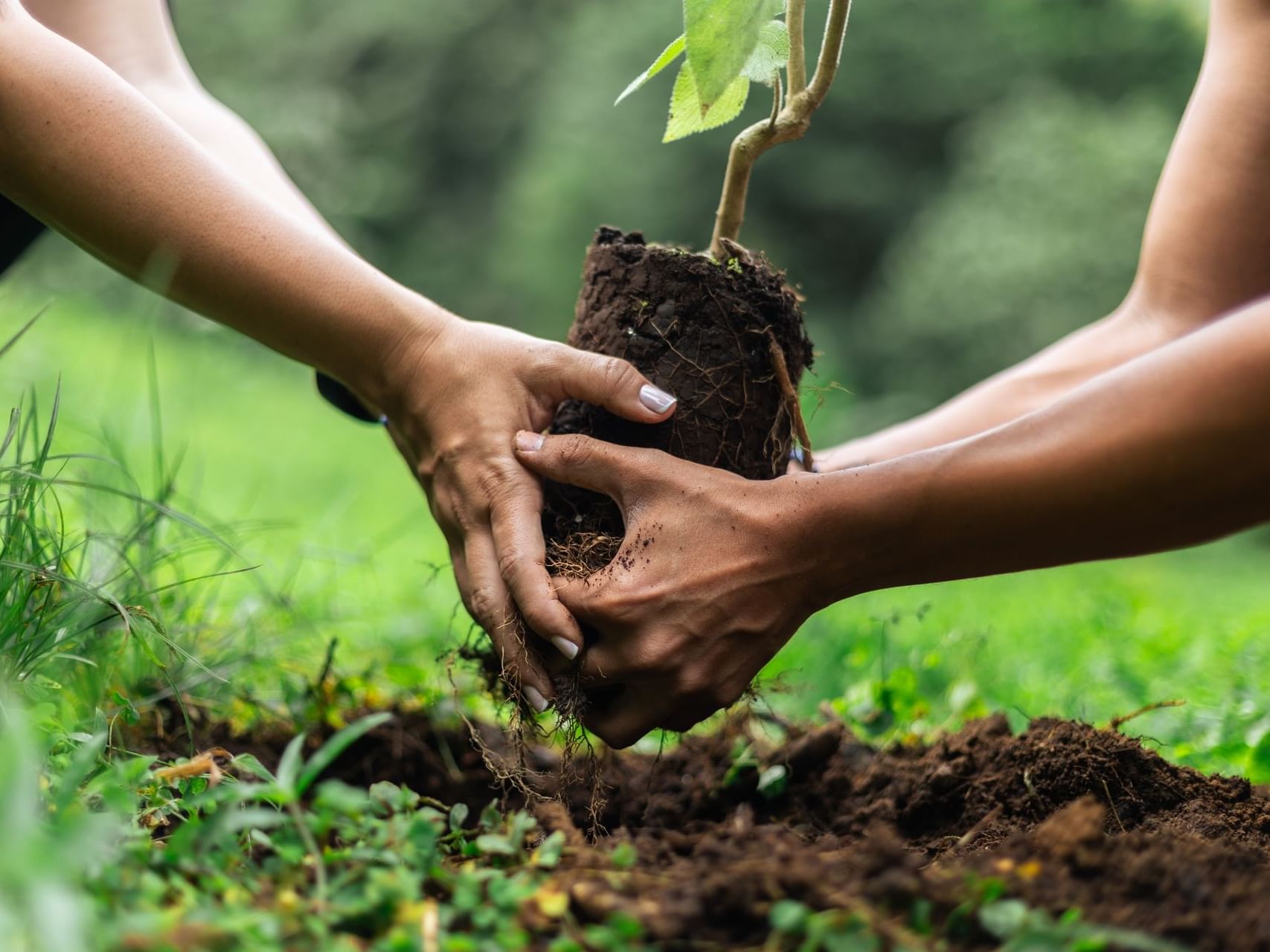 Hands planting a young tree with soil at El Silencio Lodge and Spa