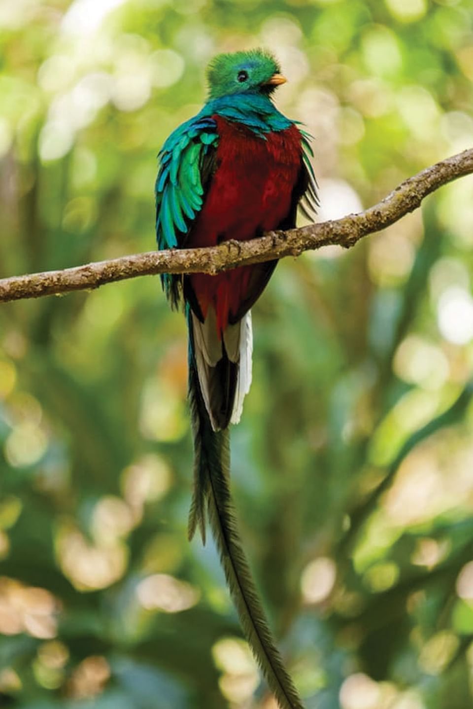 Birds near Tierra Magnífica Hotel in Guanacaste, Costa Rica