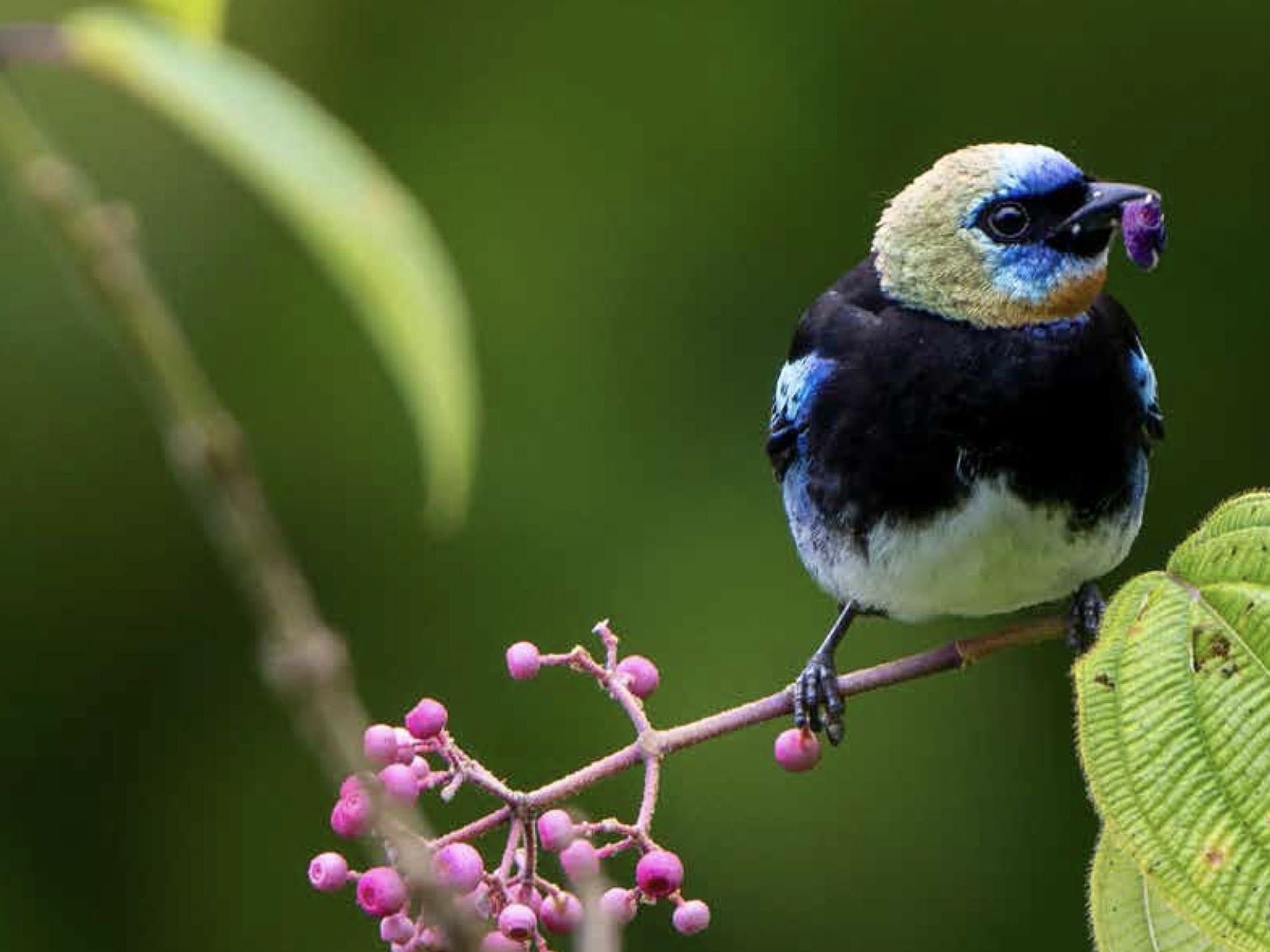 Close-up of Golden-hooded tanager near Playa Cativo Lodge