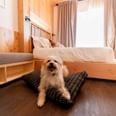 A Dog in a hotel room at Kinship Landing