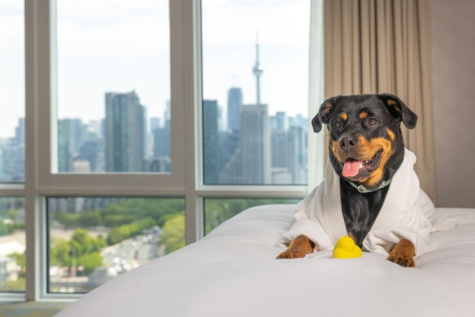 Canard en plastique près du chien sur un lit king size en peignoir à l'hôtel X Toronto