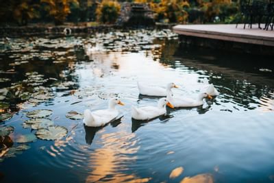 Una balsa de patos nadando en el estanque cerca del Hotel Los Mandarinos