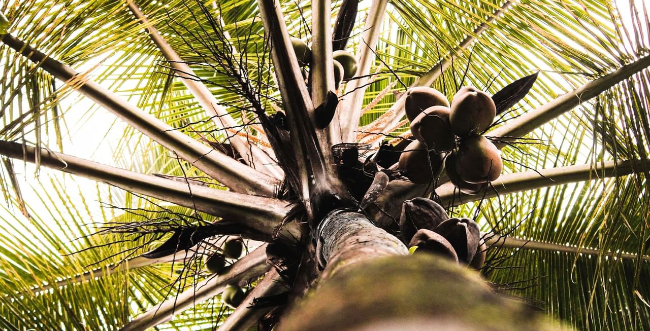 Coconut tree