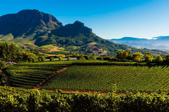 winelands
