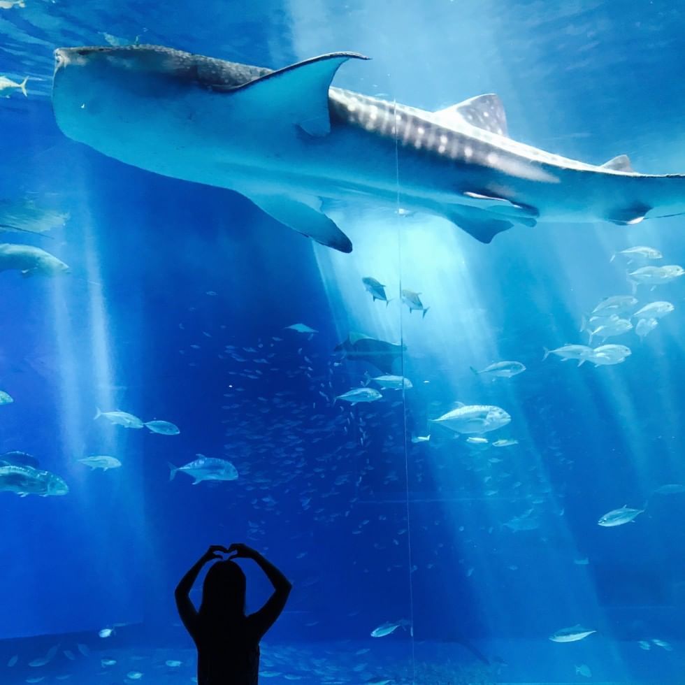 Whale shark in Baska Aquarium near Falkensteiner Hotels