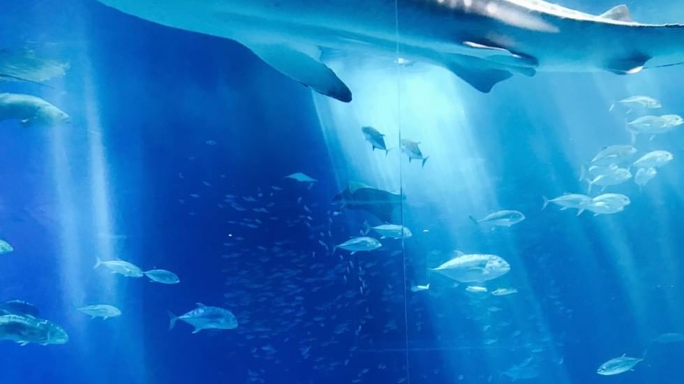 Whale shark in Baska Aquarium near Falkensteiner Hotels