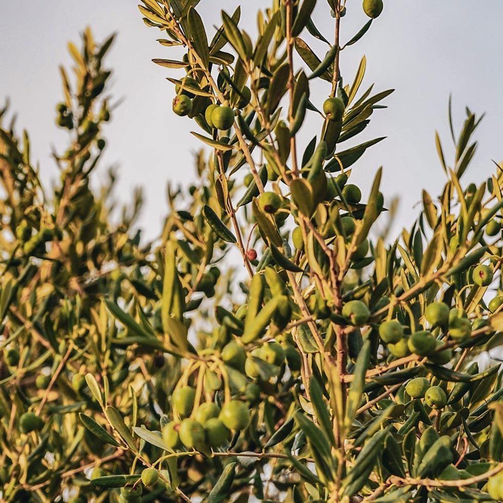 Green olives on a branch at Falkensteiner Hotels