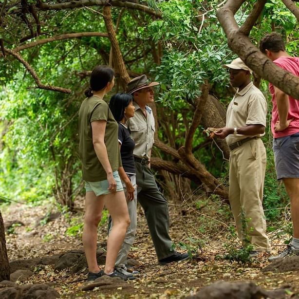 Group of people on a Forest Hike near Lake Manyara Serena Lodge