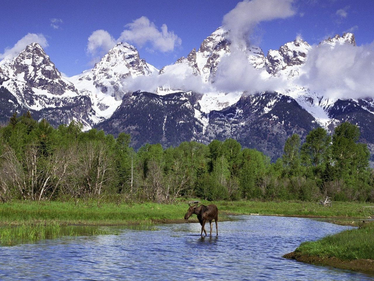 A moose crossing a river