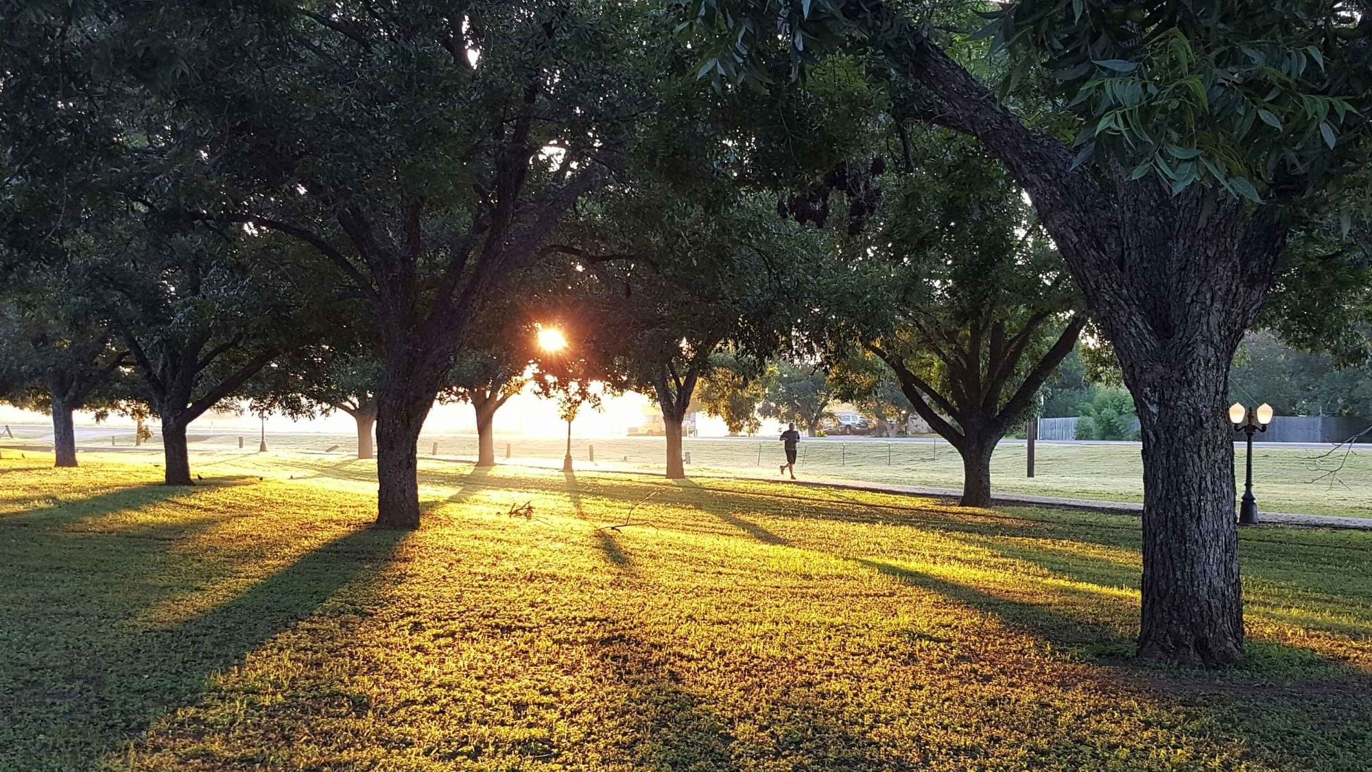 Sun rays through Les Sources Park's trees near Originals Hotels