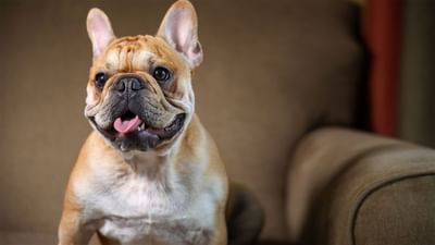 Dog-friendly restaurants | Blog | Legacy Vacation Resorts